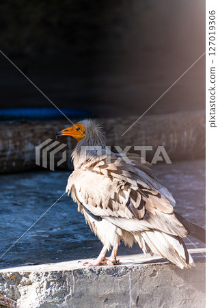 Cute Egyptian vulture fowl in the zoo 127019306