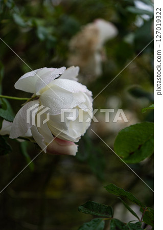 Rose plant flowering in the raining day 127019322