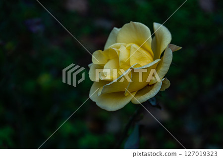 Rose plant flowering in the raining day Rose plant flowering in the raining day 127019323