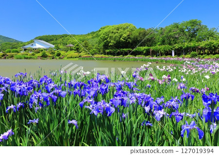 [愛媛郡] 晴天的南樂園菖蒲節（西菖蒲花園） 127019394