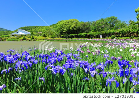 [Ehime Prefecture] Minami-Rakuen Iris Festival on a sunny day (Nishi Iris Garden) 127019395