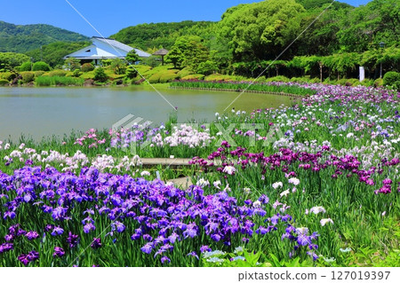 [Ehime Prefecture] Minami-Rakuen Iris Festival on a sunny day (Nishi Iris Garden) 127019397