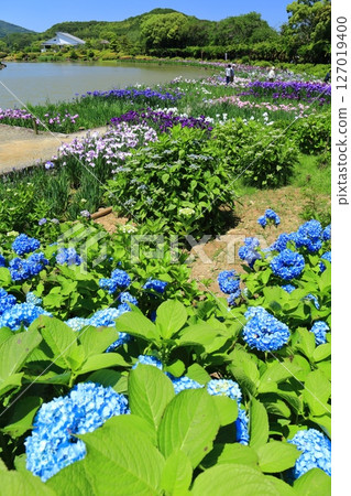 【愛媛郡】陽光明媚的南方天堂的繡球花和菖蒲(西菖蒲園) 【愛媛郡】陽光明媚的南方天堂的繡球花和菖蒲(西菖蒲園) 127019400