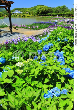 【愛媛郡】陽光明媚的南方天堂的繡球花和菖蒲（西菖蒲園） 127019402