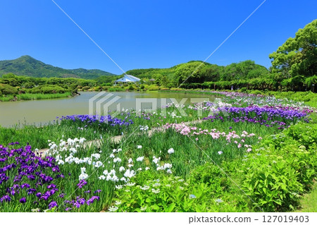 [Ehime Prefecture] Minami-Rakuen Iris Festival on a sunny day (Nishi Iris Garden) 127019403