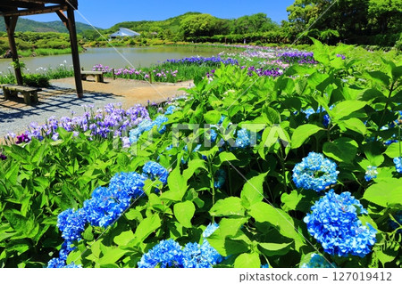 【愛媛郡】陽光明媚的南方天堂的繡球花和菖蒲(西菖蒲園) 【愛媛郡】陽光明媚的南方天堂的繡球花和菖蒲(西菖蒲園) 127019412
