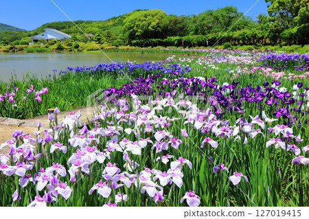 [愛媛郡] 晴天的南樂園菖蒲節（西菖蒲花園） 127019415