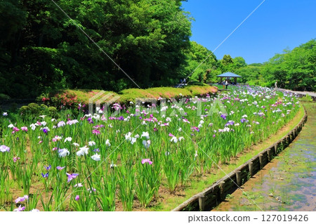 [Ehime Prefecture] Minami-Rakuen Iris Festival on a sunny day (Higashi Iris Garden) 127019426