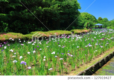 [Ehime Prefecture] Minami-Rakuen Iris Festival on a sunny day (Higashi Iris Garden) 127019427