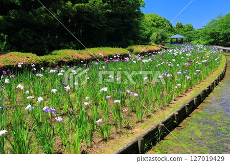 [愛媛郡] 晴天的南樂園菖蒲節（東菖蒲花園） 127019429