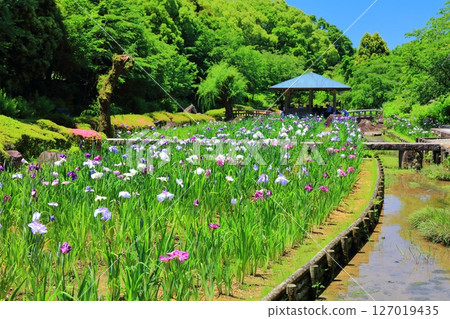 [愛媛郡] 晴天的南樂園菖蒲節（東菖蒲花園） 127019435