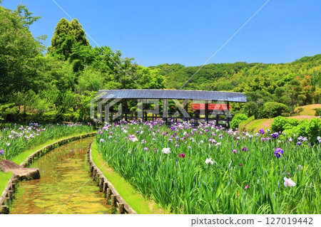 [愛媛郡] 晴天的南樂園菖蒲節（東菖蒲花園） 127019442