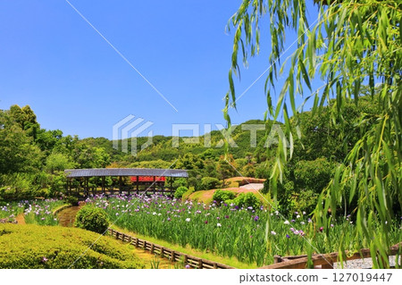[Ehime Prefecture] Minami-Rakuen Iris Festival on a sunny day (Higashi Iris Garden) 127019447
