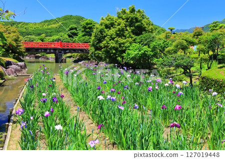 [Ehime Prefecture] Minami-Rakuen Iris Festival on a sunny day (Higashi Iris Garden) 127019448