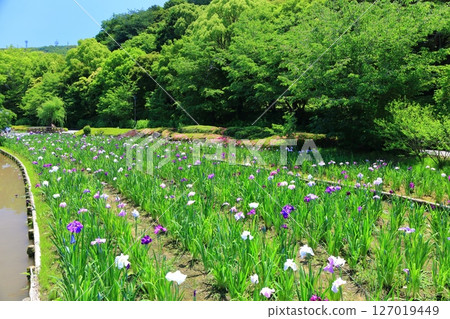 [愛媛郡] 晴天的南樂園菖蒲節（東菖蒲花園） 127019449