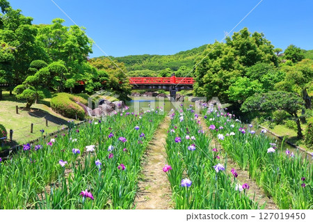 [愛媛郡] 晴天的南樂園菖蒲節（東菖蒲花園） 127019450