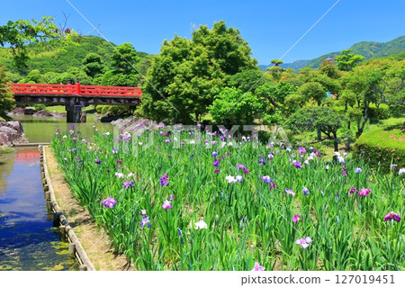 [Ehime Prefecture] Minami-Rakuen Iris Festival on a sunny day (Higashi Iris Garden) 127019451