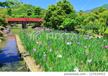 [Ehime Prefecture] Minami-Rakuen Iris Festival on a sunny day (Higashi Iris Garden) 127019452