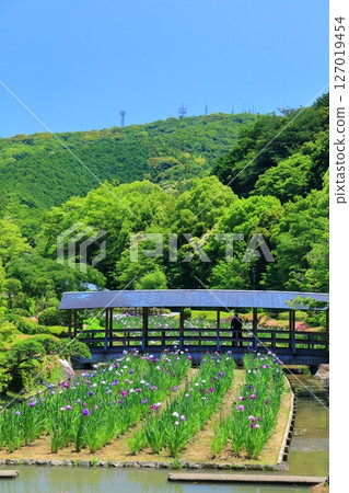 [Ehime Prefecture] Minami-Rakuen Iris Festival on a sunny day (Higashi Iris Garden) 127019454