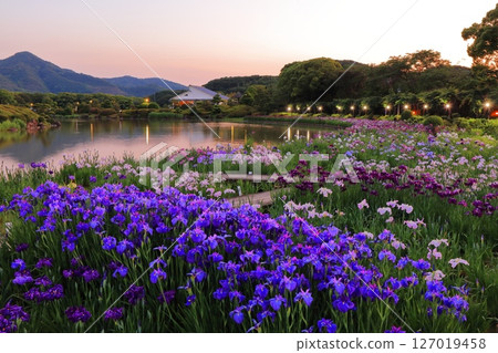 [愛媛郡] 南樂園菖蒲節（西菖蒲園）的燈光秀 127019458