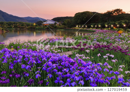 [愛媛郡] 南樂園菖蒲節（西菖蒲園）的燈光秀 127019459