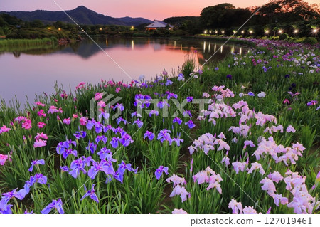 [愛媛郡] 南樂園菖蒲節（西菖蒲園）的燈光秀 127019461