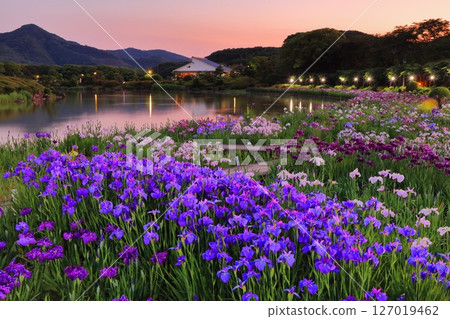 [愛媛郡] 南樂園菖蒲節（西菖蒲園）的燈光秀 127019462