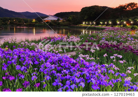 [愛媛郡] 南樂園菖蒲節（西菖蒲園）的燈光秀 127019463