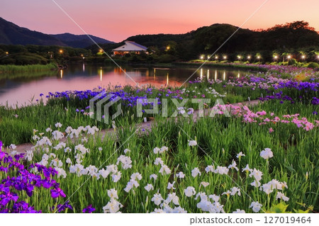 [Ehime Prefecture] Illumination of the Minamirakuen Iris Festival (Nishi Iris Garden) 127019464