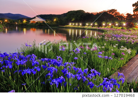 [愛媛郡] 南樂園菖蒲節（西菖蒲園）的燈光秀 127019468