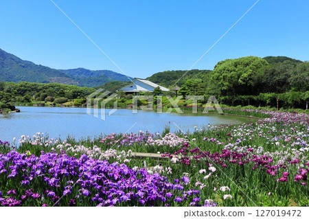 [愛媛郡] 晴天的南樂園菖蒲節（西菖蒲花園） 127019472