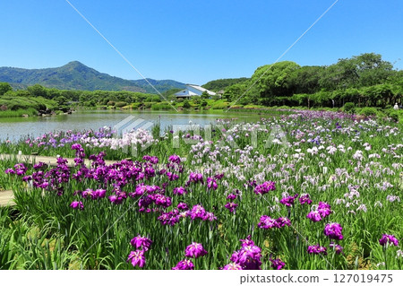 [Ehime Prefecture] Minami-Rakuen Iris Festival on a sunny day (Nishi Iris Garden) 127019475