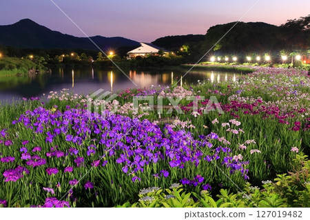 [愛媛郡] 南樂園菖蒲節（西菖蒲園）的燈光秀 127019482