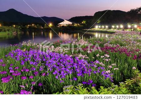 [愛媛郡] 南樂園菖蒲節（西菖蒲園）的燈光秀 127019483