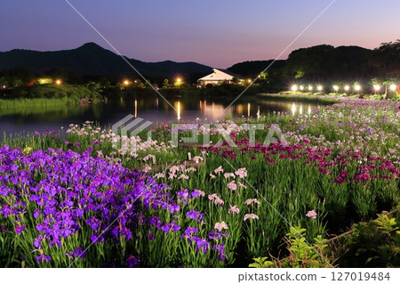 [愛媛郡] 南樂園菖蒲節（西菖蒲園）的燈光秀 127019484