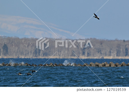 A flock of brent geese flying over Notsuke Bay, Hokkaido 127019539