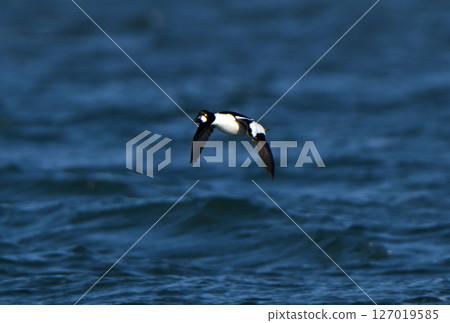 A male mallard flies over Notsuke Bay in Hokkaido 127019585