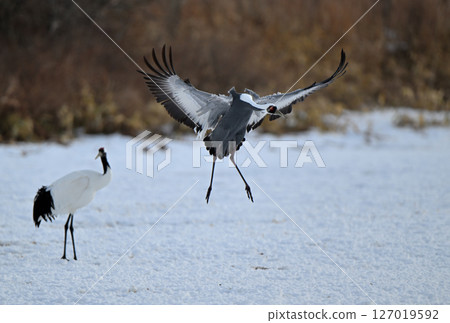 白枕鶴飛向北海道鶴居村的覓食地。 127019592