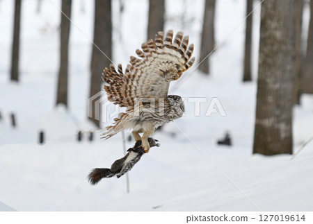 A Hokkaido owl grabs a Hokkaido squirrel and takes off in a park in Hokkaido A Hokkaido owl grabs a Hokkaido squirrel and takes off in a park in Hokkaido 127019614