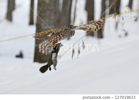 A Hokkaido owl grabs a Hokkaido squirrel and takes off in a park in Hokkaido A Hokkaido owl grabs a Hokkaido squirrel and takes off in a park in Hokkaido 127019615