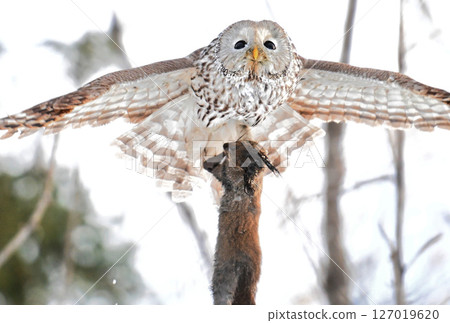 A Hokkaido owl flies around clutching a Hokkaido squirrel in a park during the day in Hokkaido A Hokkaido owl flies around clutching a Hokkaido squirrel in a park during the day in Hokkaido 127019620