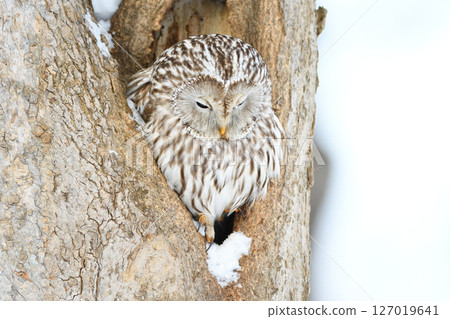 A Siberian owl perches at the entrance to its burrow in a park in Hokkaido during the day 127019641