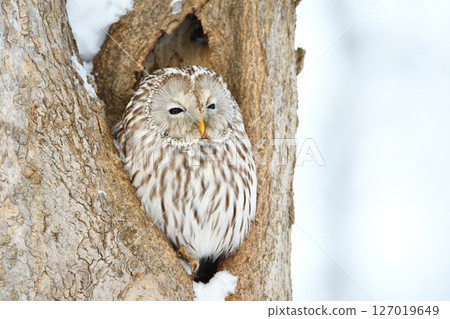A Siberian owl perches at the entrance to its burrow in a park in Hokkaido during the day A Siberian owl perches at the entrance to its burrow in a park in Hokkaido during the day 127019649