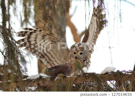 A Hokkaido owl perches on a branch, holding onto a Hokkaido squirrel in a park during the day in Hokkaido 127019650