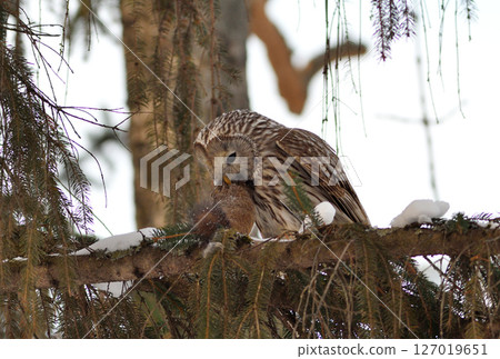 A Hokkaido owl perches on a branch, holding onto a Hokkaido squirrel in a park during the day in Hokkaido A Hokkaido owl perches on a branch, holding onto a Hokkaido squirrel in a park during the day in Hokkaido 127019651