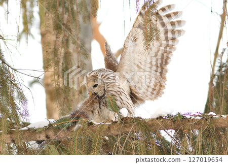 A Hokkaido owl perches on a branch, holding onto a Hokkaido squirrel in a park during the day in Hokkaido 127019654