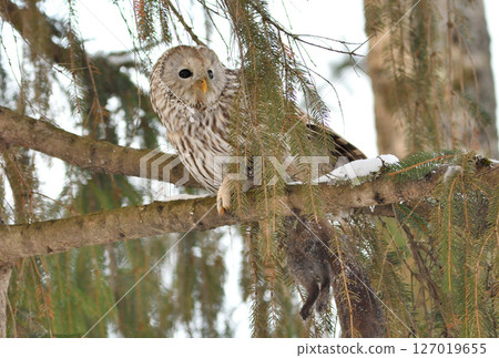 A Hokkaido owl perches on a branch, holding onto a Hokkaido squirrel in a park during the day in Hokkaido A Hokkaido owl perches on a branch, holding onto a Hokkaido squirrel in a park during the day in Hokkaido 127019655