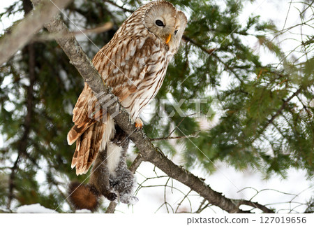 A Hokkaido owl perches on a branch, holding onto a Hokkaido squirrel in a park during the day in Hokkaido A Hokkaido owl perches on a branch, holding onto a Hokkaido squirrel in a park during the day in Hokkaido 127019656
