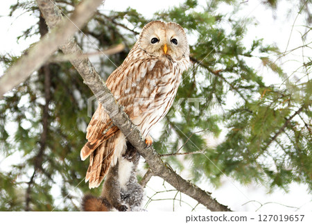 A Hokkaido owl perches on a branch, holding onto a Hokkaido squirrel in a park during the day in Hokkaido 127019657