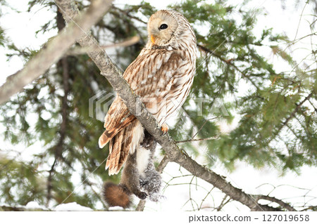 A Hokkaido owl perches on a branch, holding onto a Hokkaido squirrel in a park during the day in Hokkaido 127019658